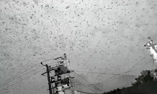 Swarms Of Crop-Destroying Desert Locusts Reach Gurugram