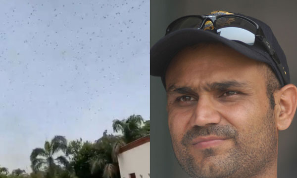Virender Sehwag Shares Video Of Swarms Of Locusts "Right Above The House