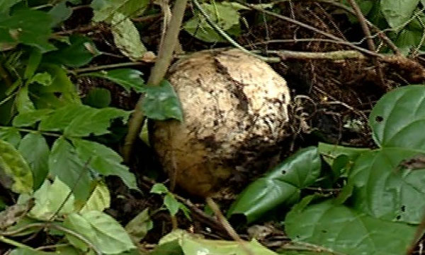 Skeleton found near Mariyappally, not yet confirmed to be that of missing person from Vaikom