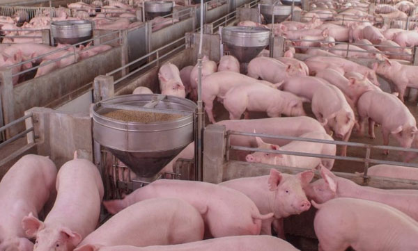 new virus found in china