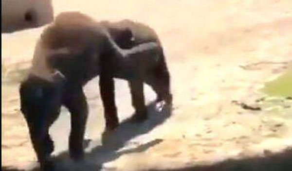 elephant calf's viral video