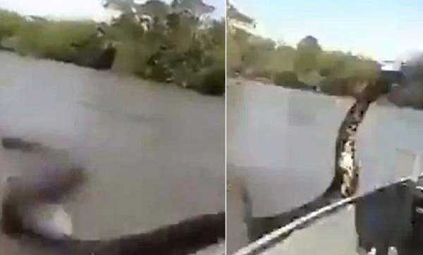 anaconda viral video