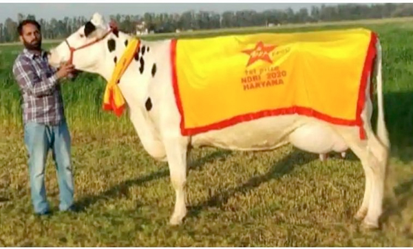 cow sets record by yielding