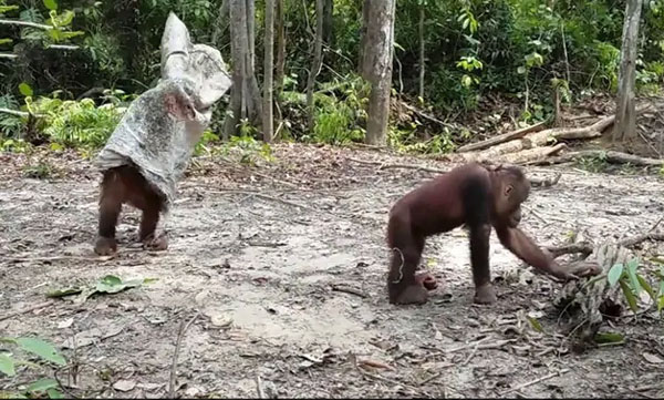One Orangutan Pranks Another In The Funniest Video You'll See Today