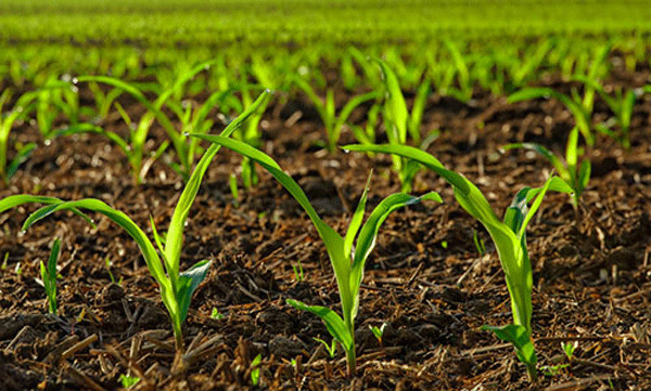 odisha high court order for bail , planting 100 plants