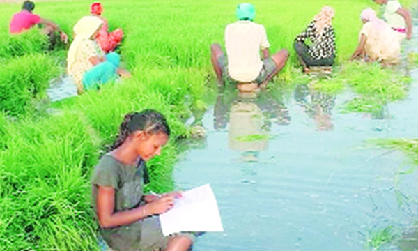 online study from paddy field