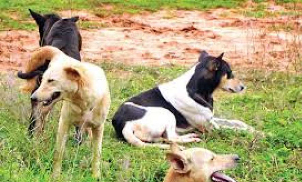 man arrested for sexually assulted female dog 