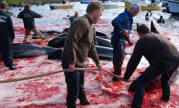 killing whales 