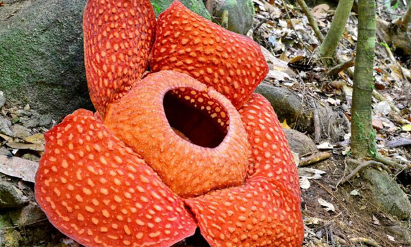 rafflesia flower's honey