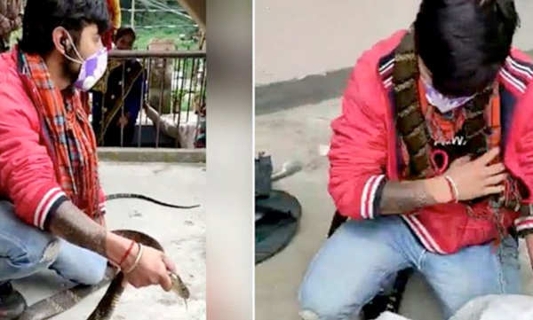 huge king cobra captured from nainital house video is terrifying