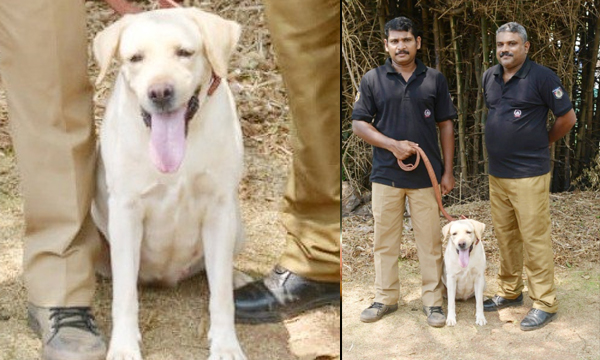 police dog caught culprit