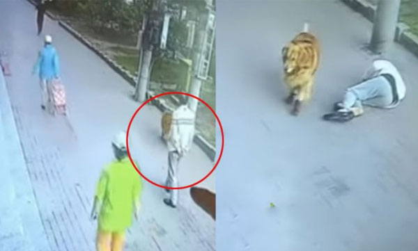 cat comes crashing down on chinese mans head