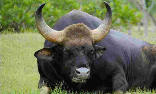 wild buffalo give birth