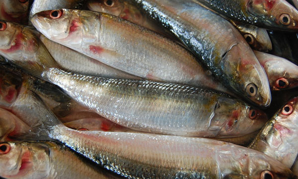 Burial of the Sardine" End of Carnival in MADRID