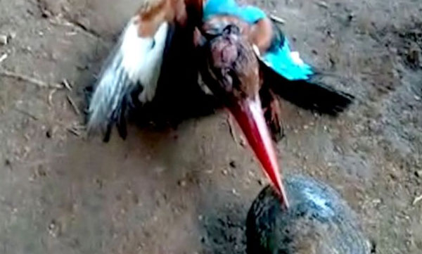 kingfisher bird trapped