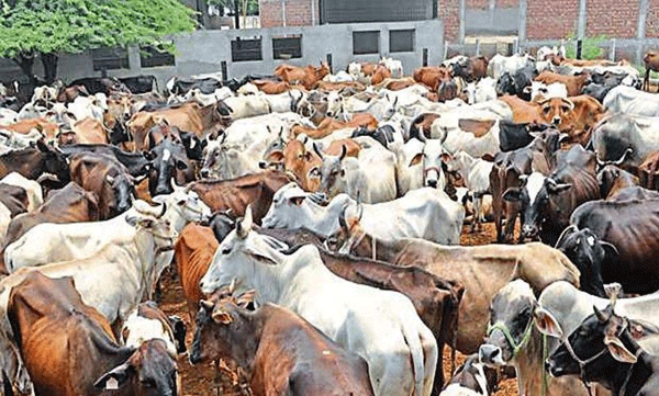 cattle slaughter banning in srilanka 