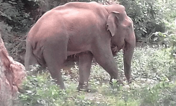 bulldozer elephant death attappadi 