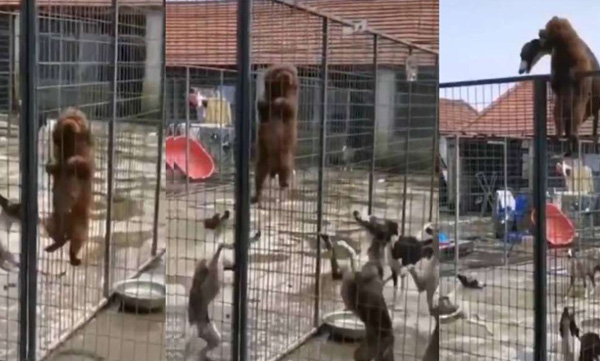 puppy trying to escape fence videos goes viral 