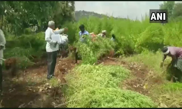 Karnataka Police seized a 4-acre land that was being used to illegally grow marijuana 