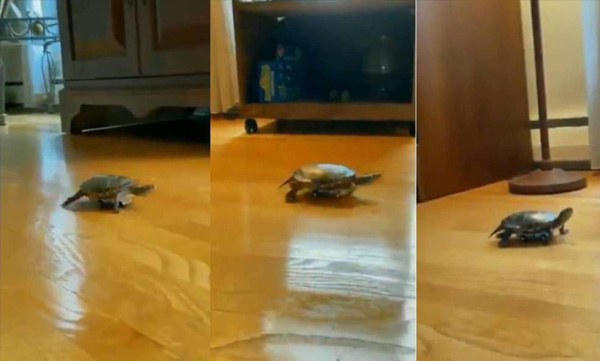 tortoise in car funny video viral