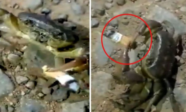 crab walking with a cigarette