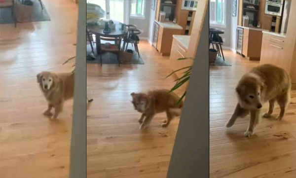 dog dancing while seeing the food 