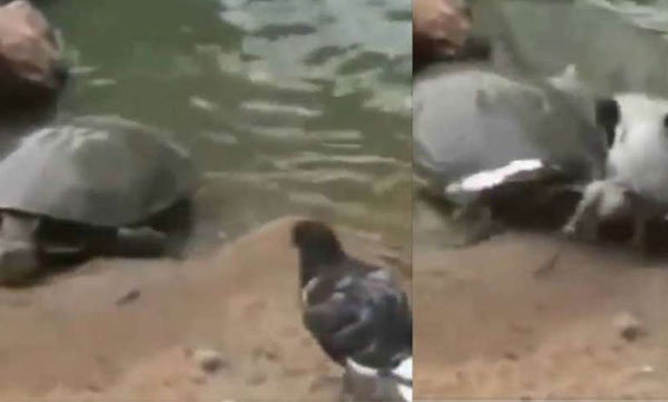 turtle kills pigeon video