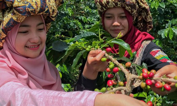 sumatran coffee Indonesia