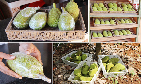 jack fruit