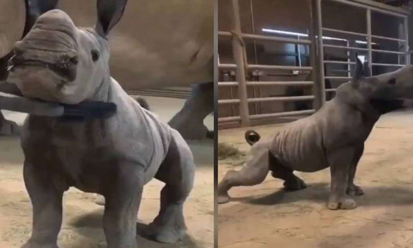 rhinocer funny video viral 