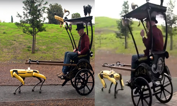 Robot dog pulls a rickshaw