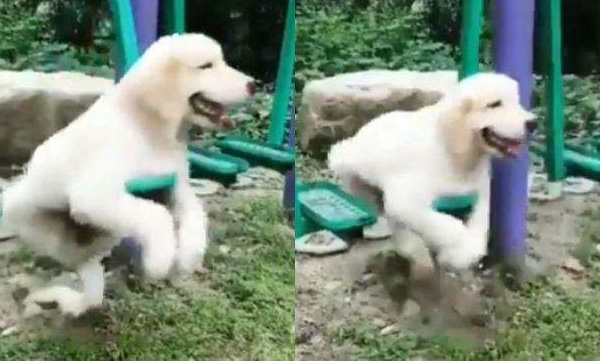 dog swinging funny video viral