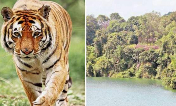 tiger escaped from neyyar dam got found from park itself 