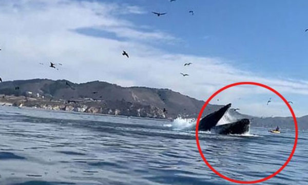 kayakers nearly swallowed..shocking video