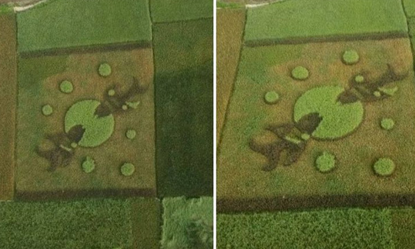 youth makes 3d images of fish in paddy field