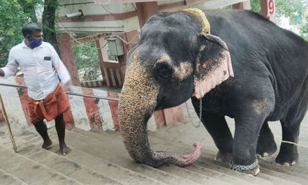 elephant kasthoori visitis palani temple again