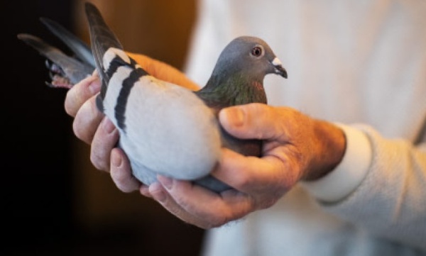 Pigeon worth 14 crores