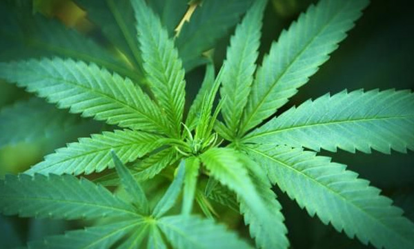 legalization of marijuana