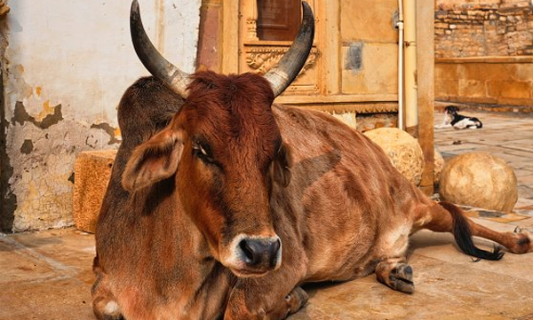 Karnataka bans cow slaughter