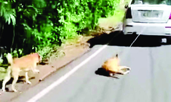 master tied dog in car and dragged