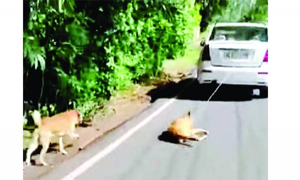 Cruelty against dog; Maneka Gandhi wants strict action