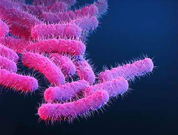 Shigella disease in kozhikode