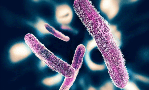 shigella virus atack in kozhikode 