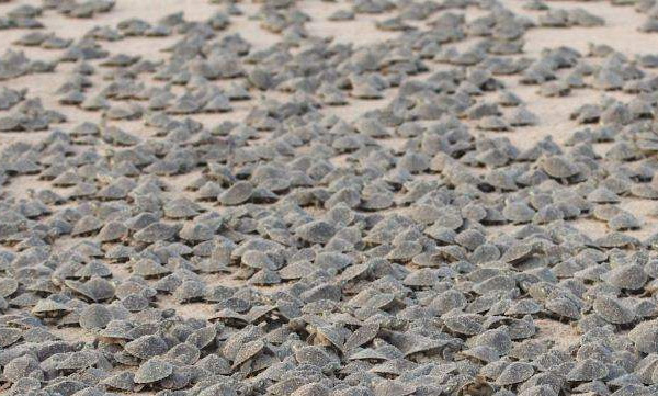 turtles from amazon river   