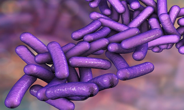 shigella virus spread through water preliminary study reports