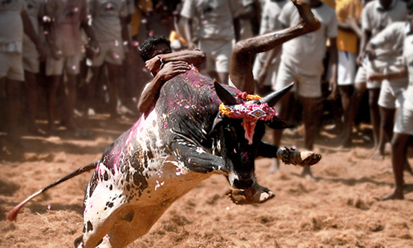 tamil nadu allows jallikattu with covid 19 restriction