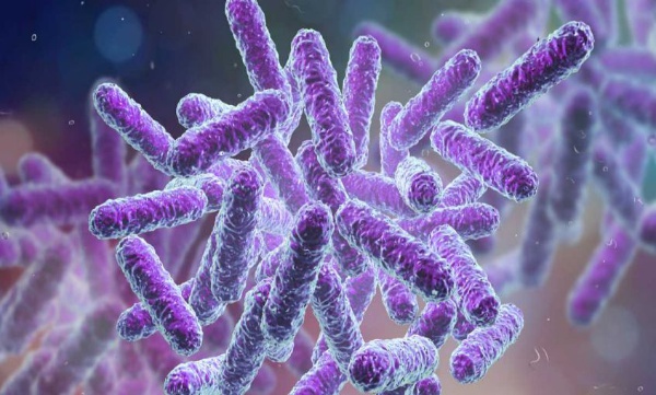 Shigella acteria presence in kozhikode 