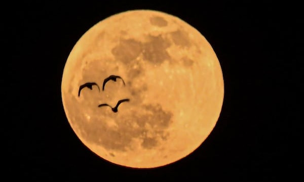 Rajasthan man gifts plot of land on Moon to wife on wedding anniversary