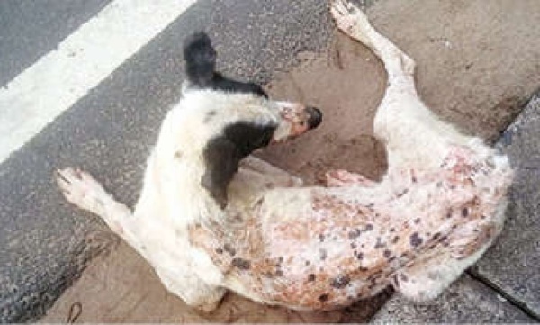 Virus attack in straydogs 