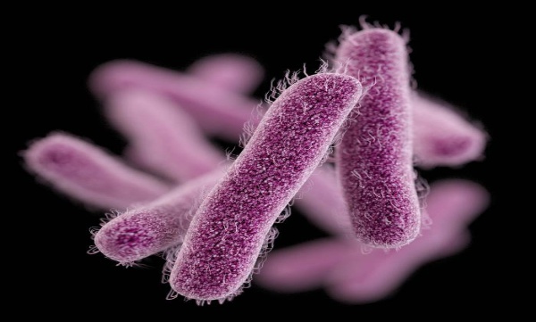 Shigella reported in kochi